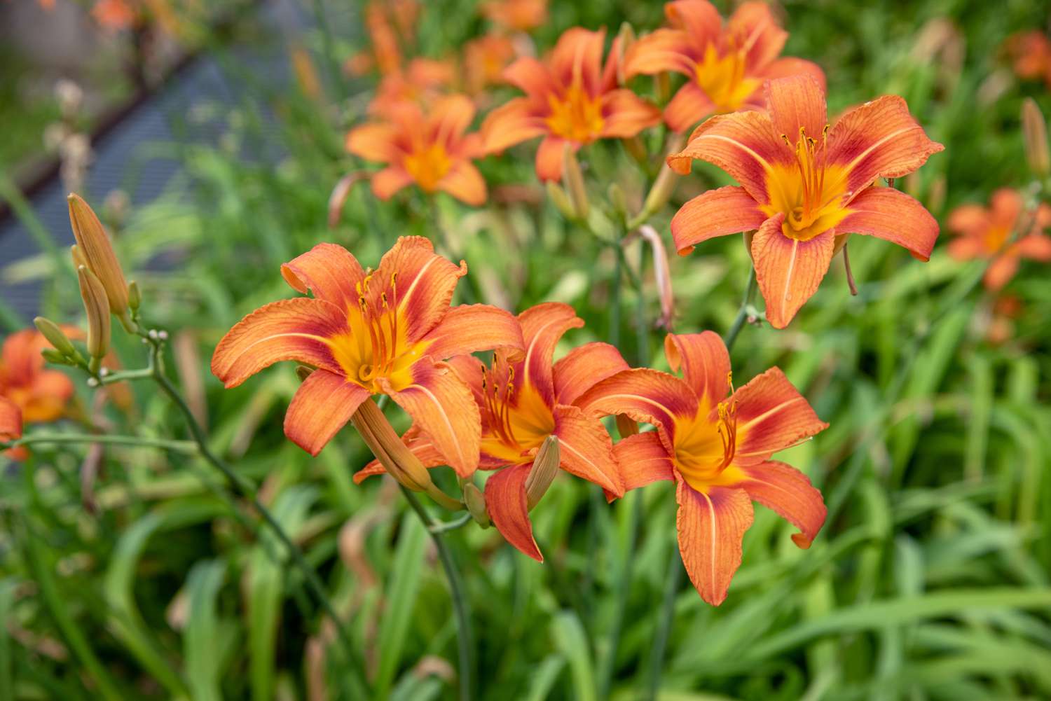 Taglilienblüten mit orange-gelben trompetenförmigen Blüten