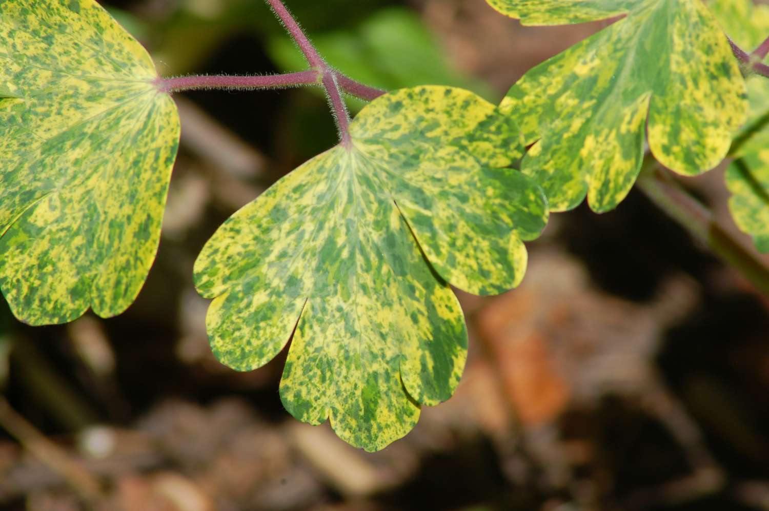 24 Photos de Plantes à Feuilles Variées