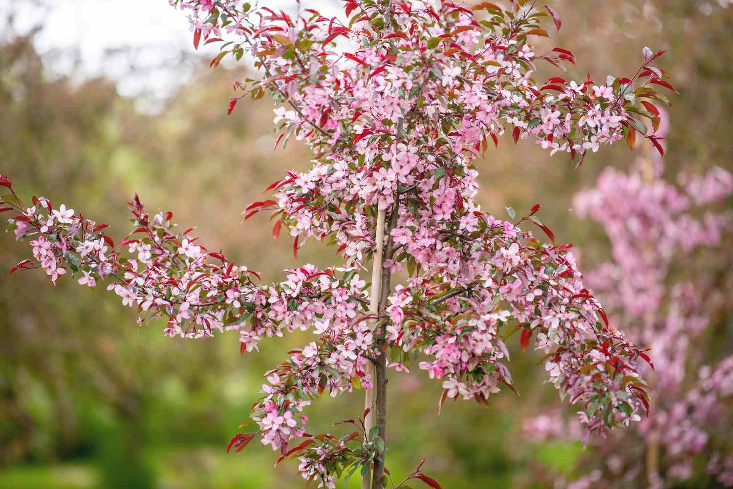 Crabapple tree with small pink blossoms on branches with red leaves