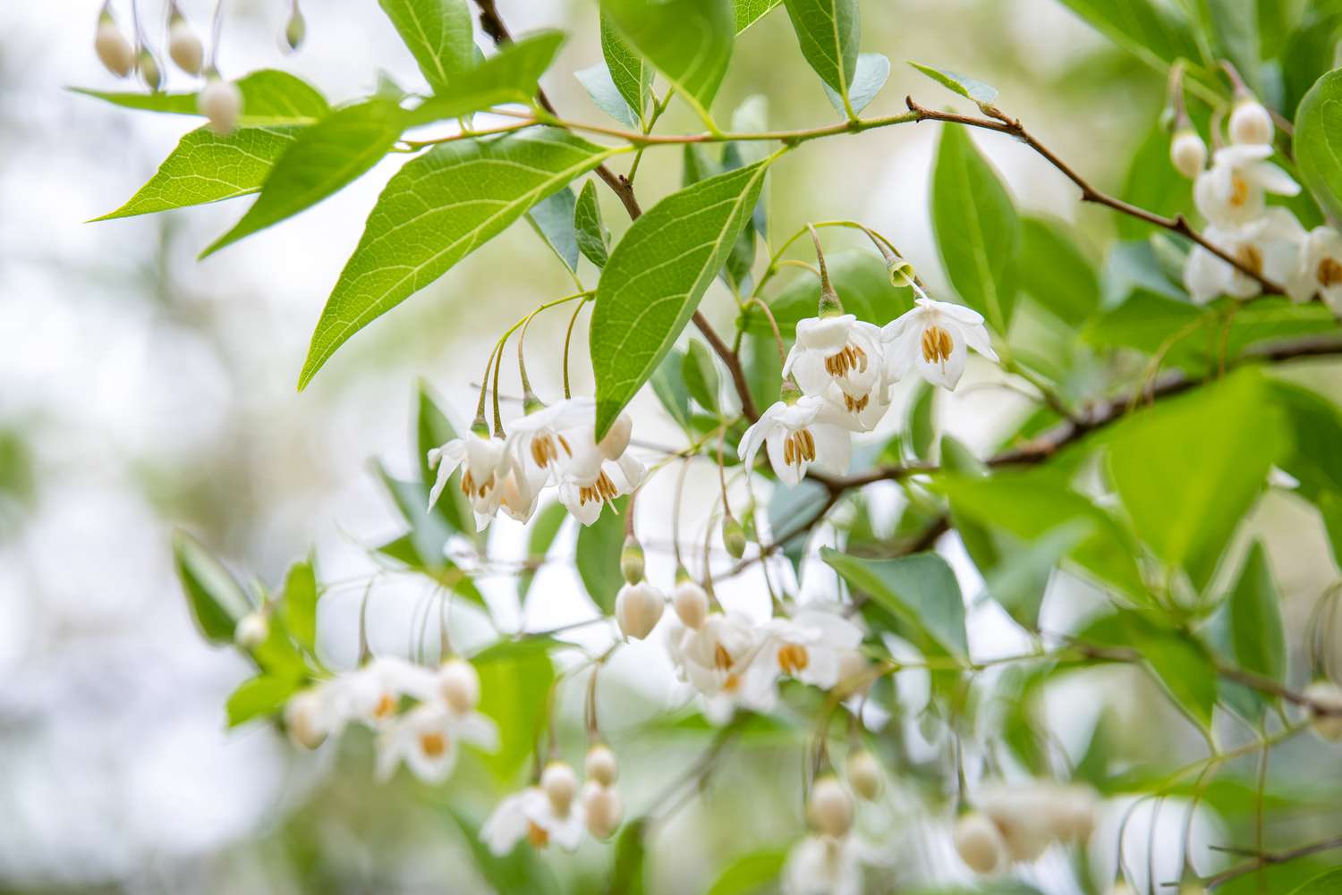 Zweige des Carolina-Silberglöckchenbaums mit kleinen weißen glockenförmigen Blüten hängen