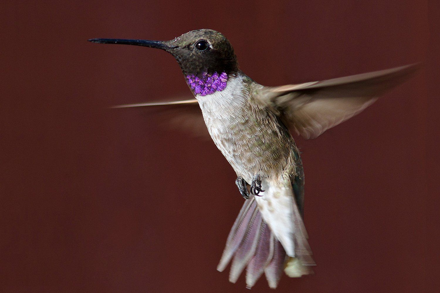 Colibrí Chininegro