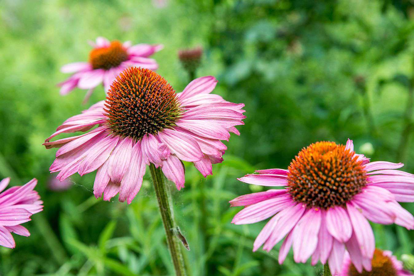 Kegelblume mit gänseblümchenartigen rosa Blüten mit orangefarbener kegelförmiger Mitte 