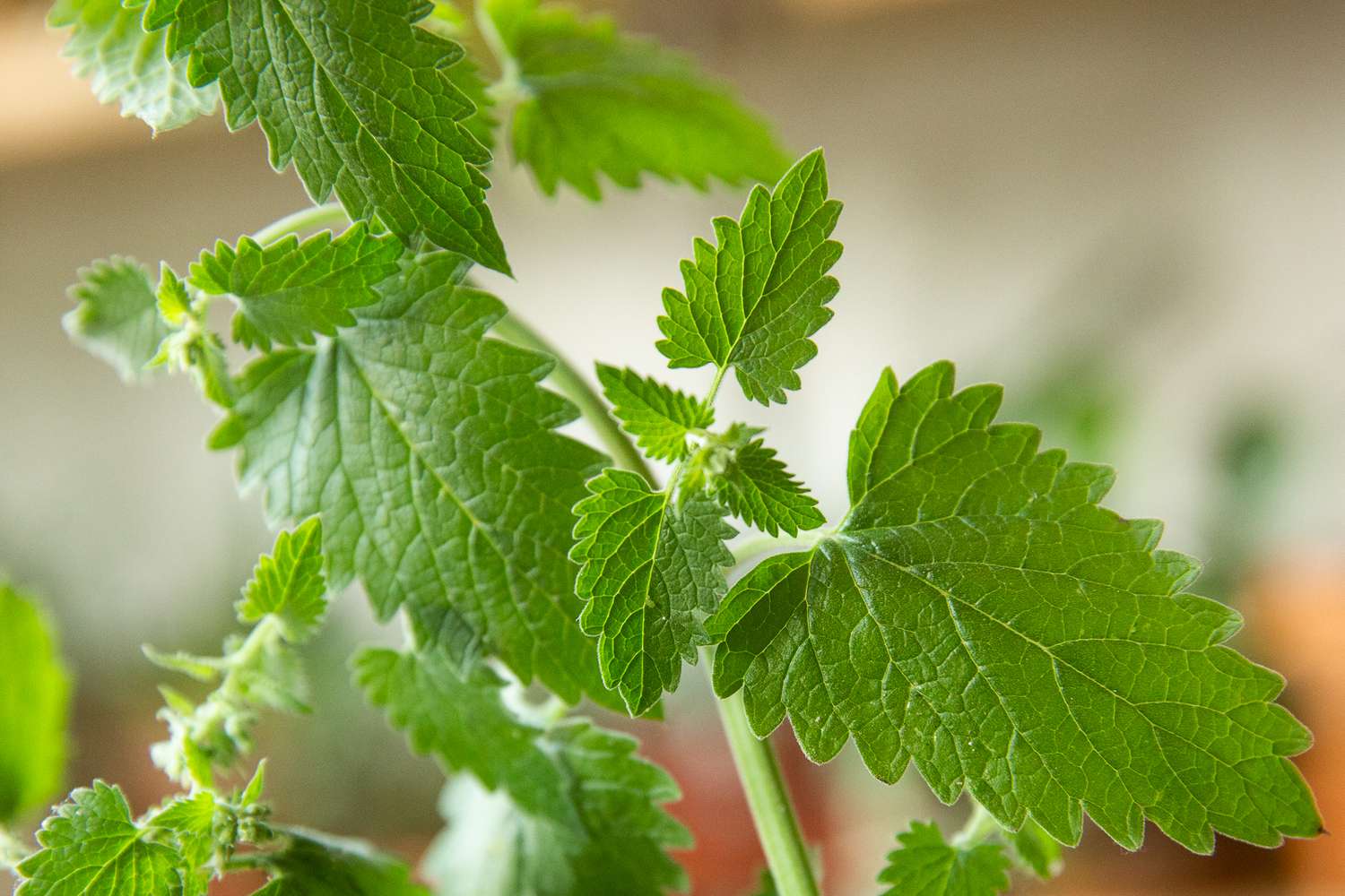 Cómo cultivar plantas de hierba gatera