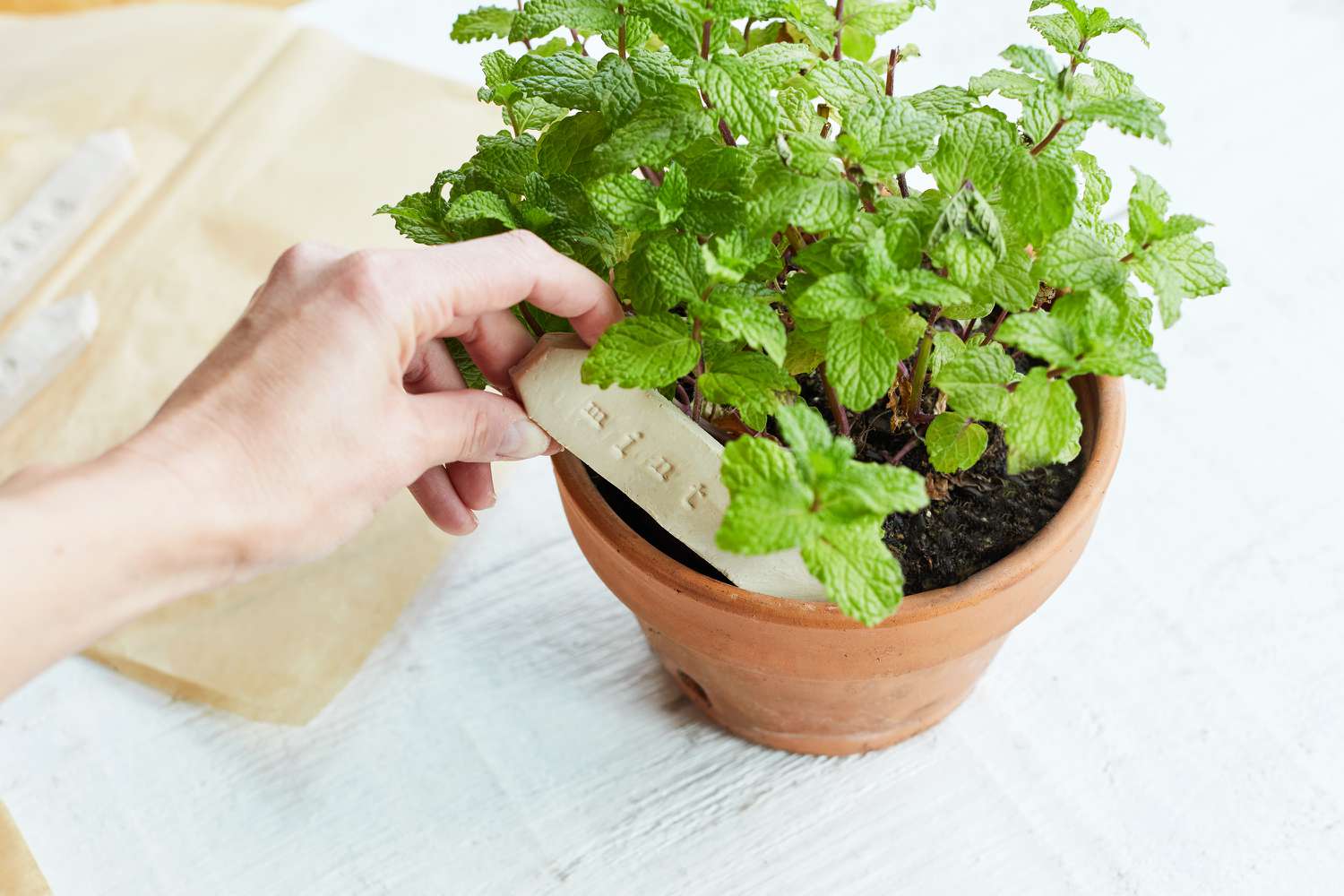 Popping a clay label into a potted herb