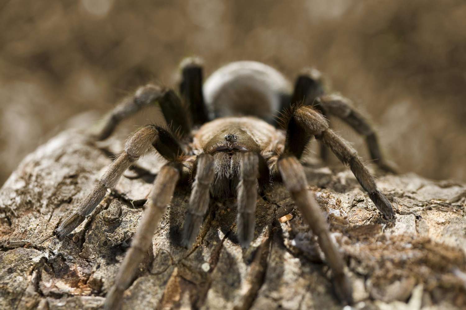 Vogelspinne krabbelt über einen Ast