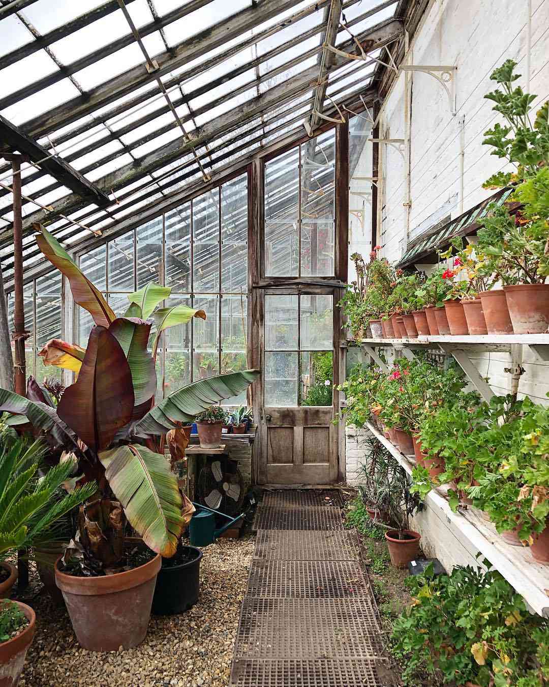 Invernadero de cristal con una pared de madera pintada de blanco con estantes que sostienen macetas de geranios y otras plantas perennes.