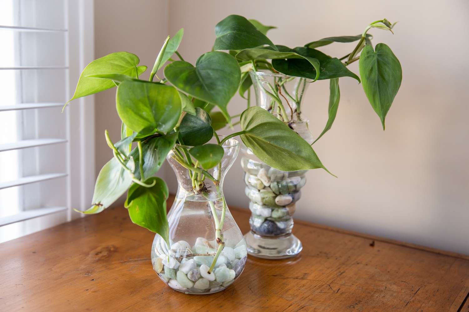 Pothos plants with roots in vases with water for indoor water garden