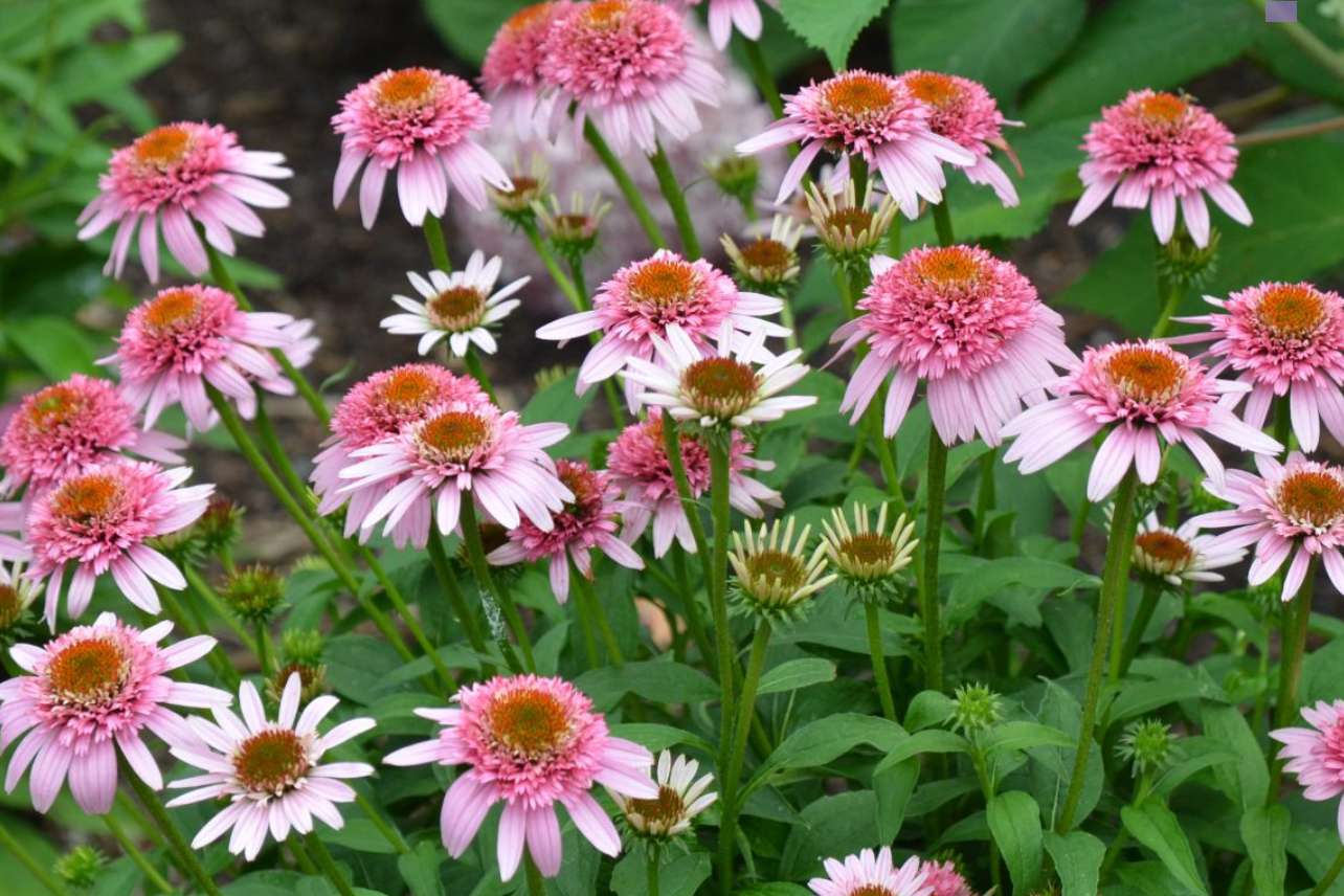 Echinacea purpurea aButterfly Kissesa