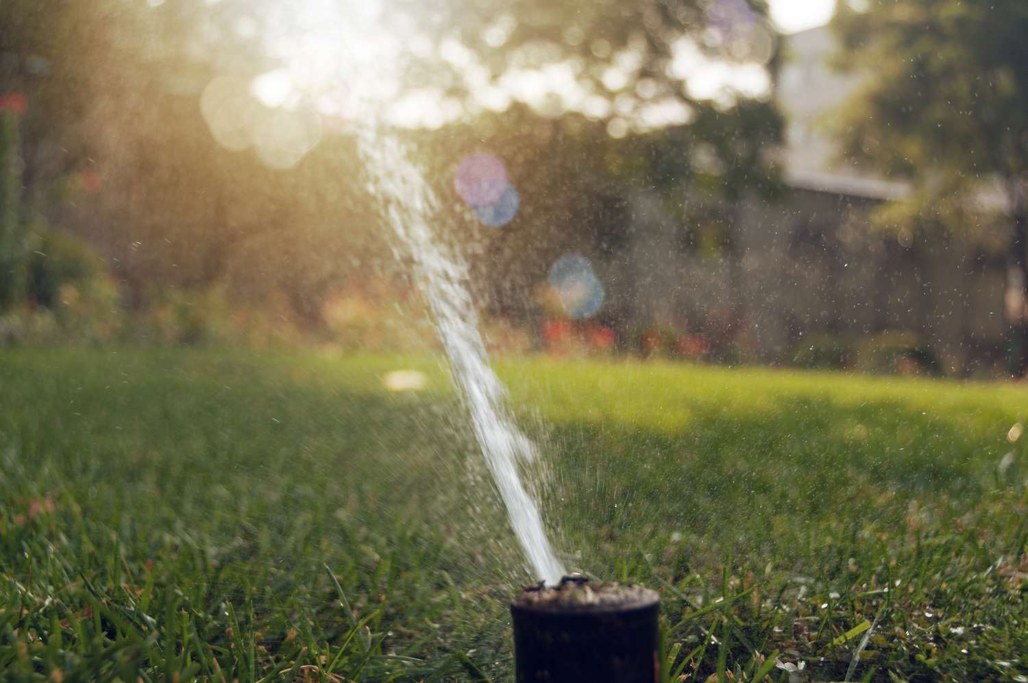 Sprinkler in lawn