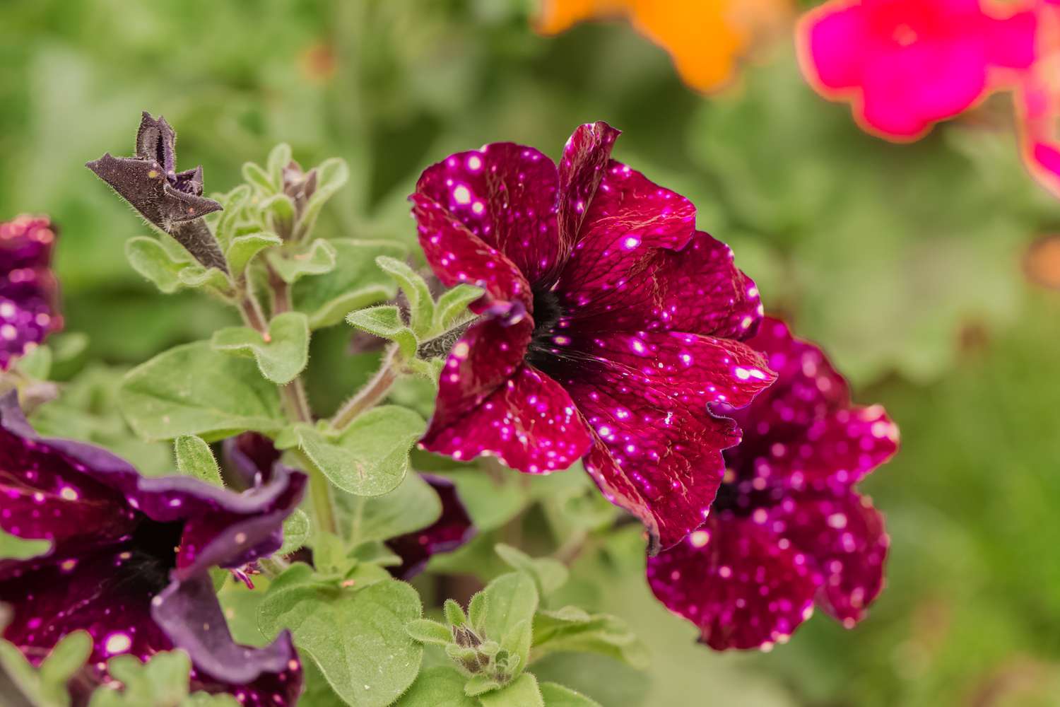 side view of galaxy petunia