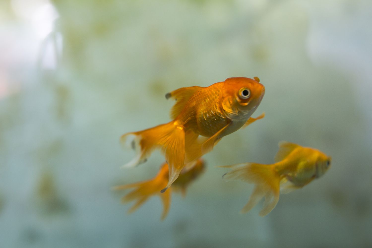 Goldfisch in einem Aquarium 