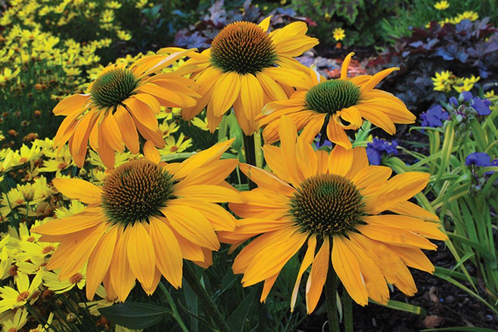 Leilani Coneflower