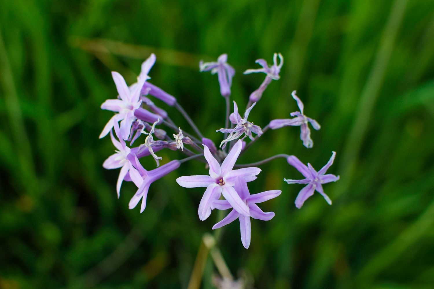 Gesellschaftsknoblauchpflanze mit kleinen violetten sternförmigen Blüten und Knospenbüscheln