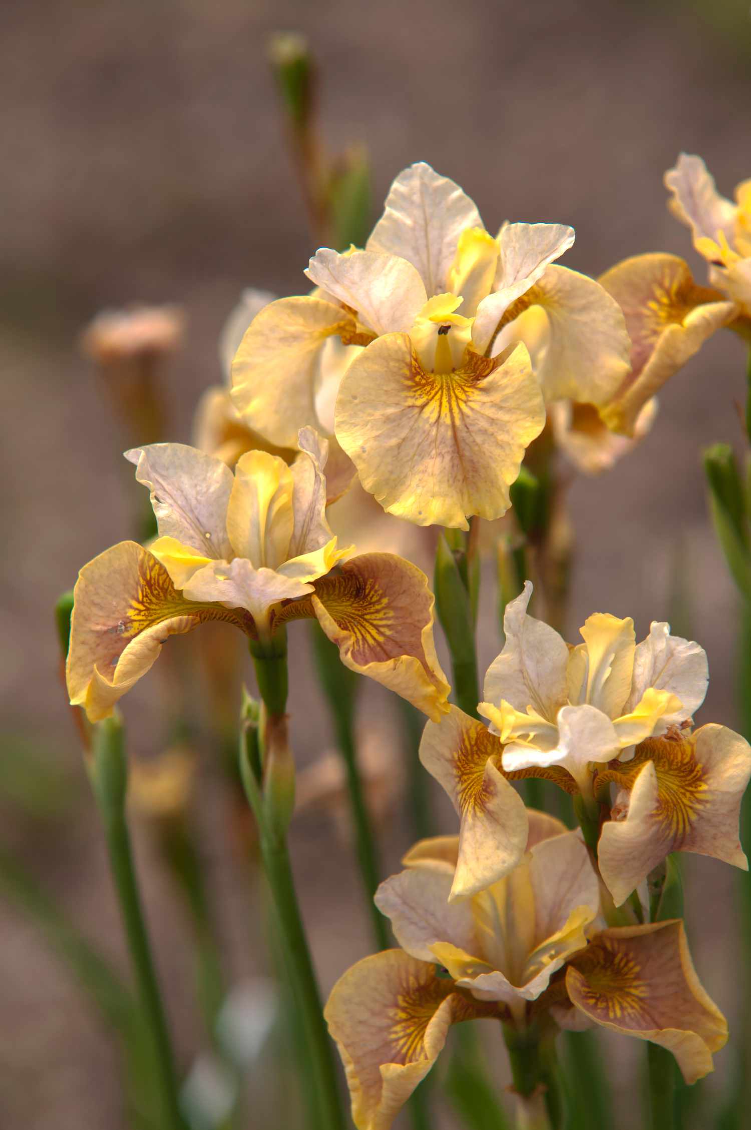 Iris siberiano planta mero blanco con flores amarillas y blancas