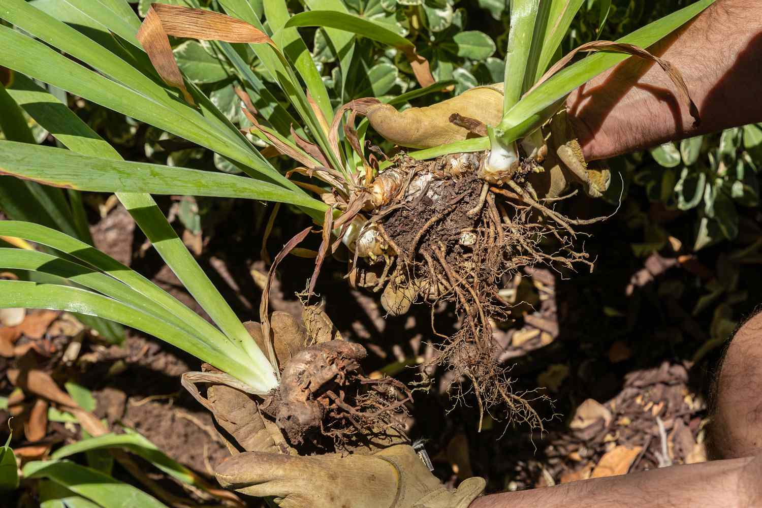 Iris-Pflanzen mit freiliegenden Rhizomen, die vor dem Umpflanzen geteilt wurden