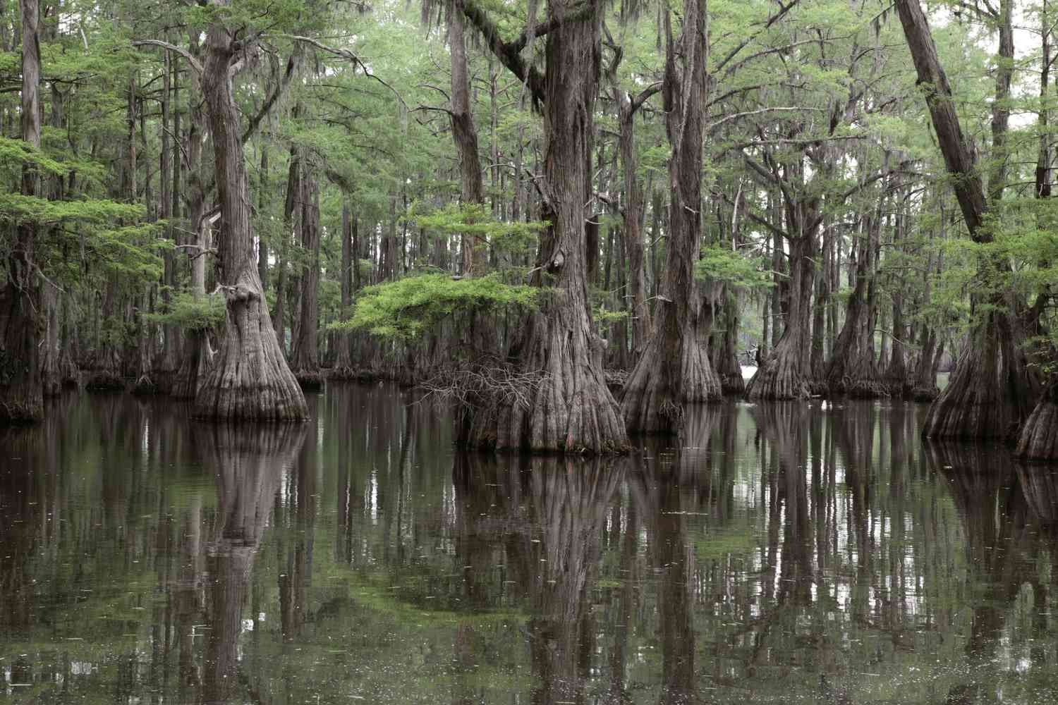 Pântano de ciprestes carecas na Louisiana