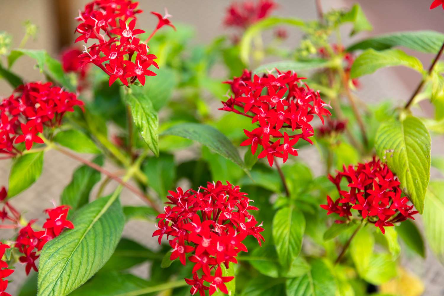 Red flowers used to attract hummingbirds