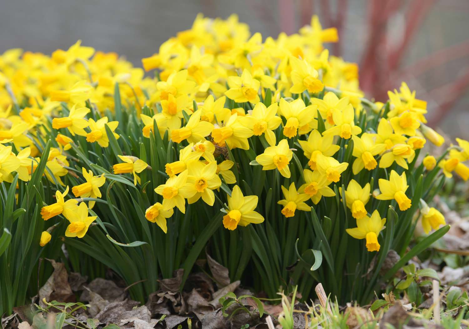 Narzissenpflanze mit gelben, sternförmigen Blüten, die im Garten gruppiert sind