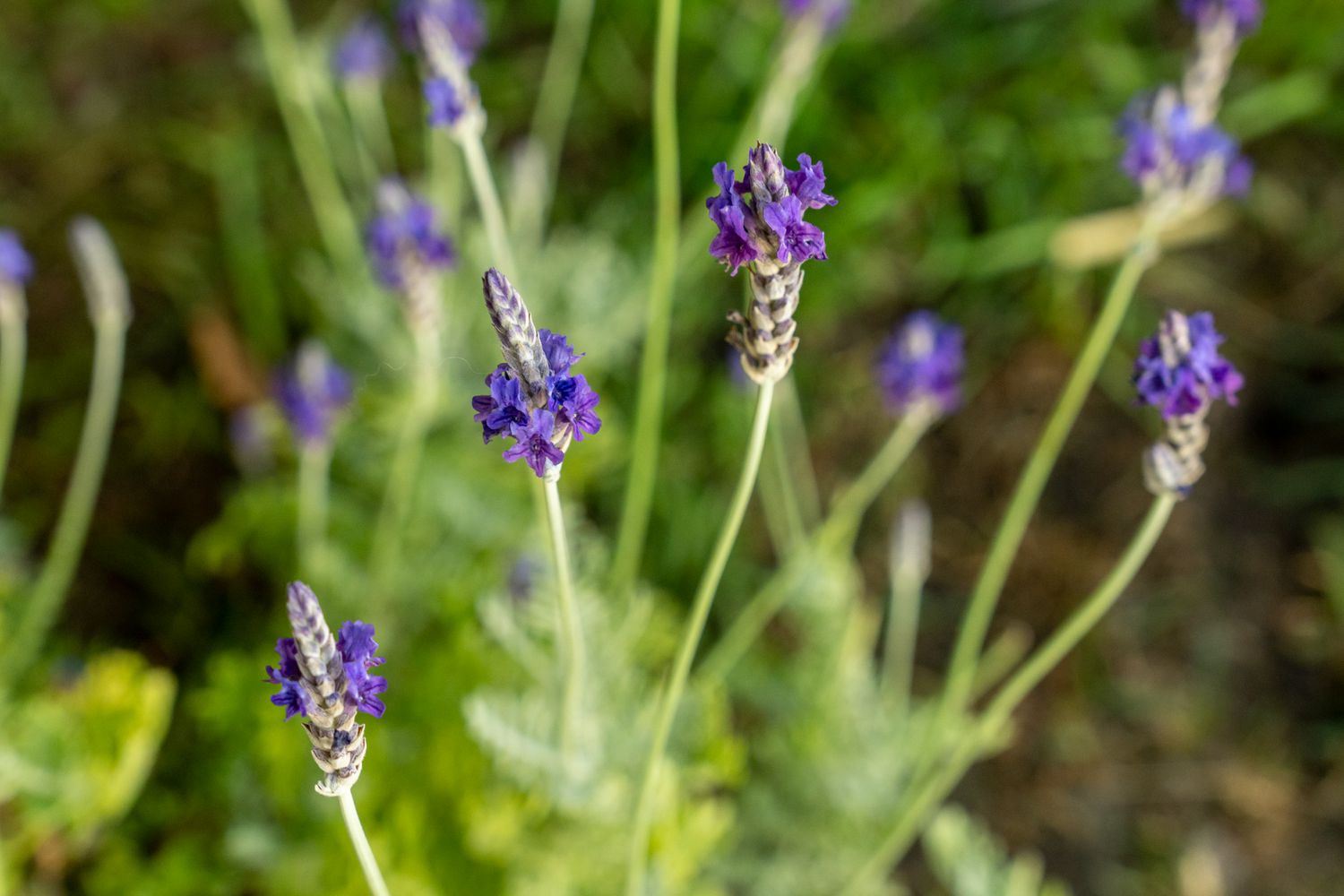 Variedade de planta de lavanda com pequenas flores roxas no caule