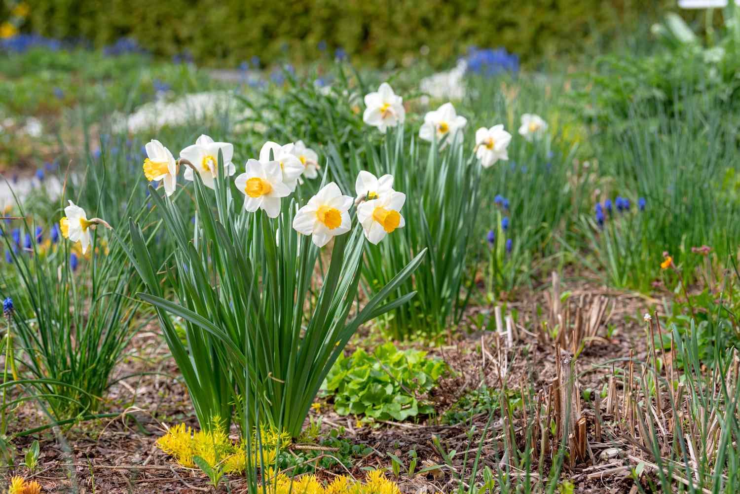 White daffodil flowers with white and yellow petals growing in garden