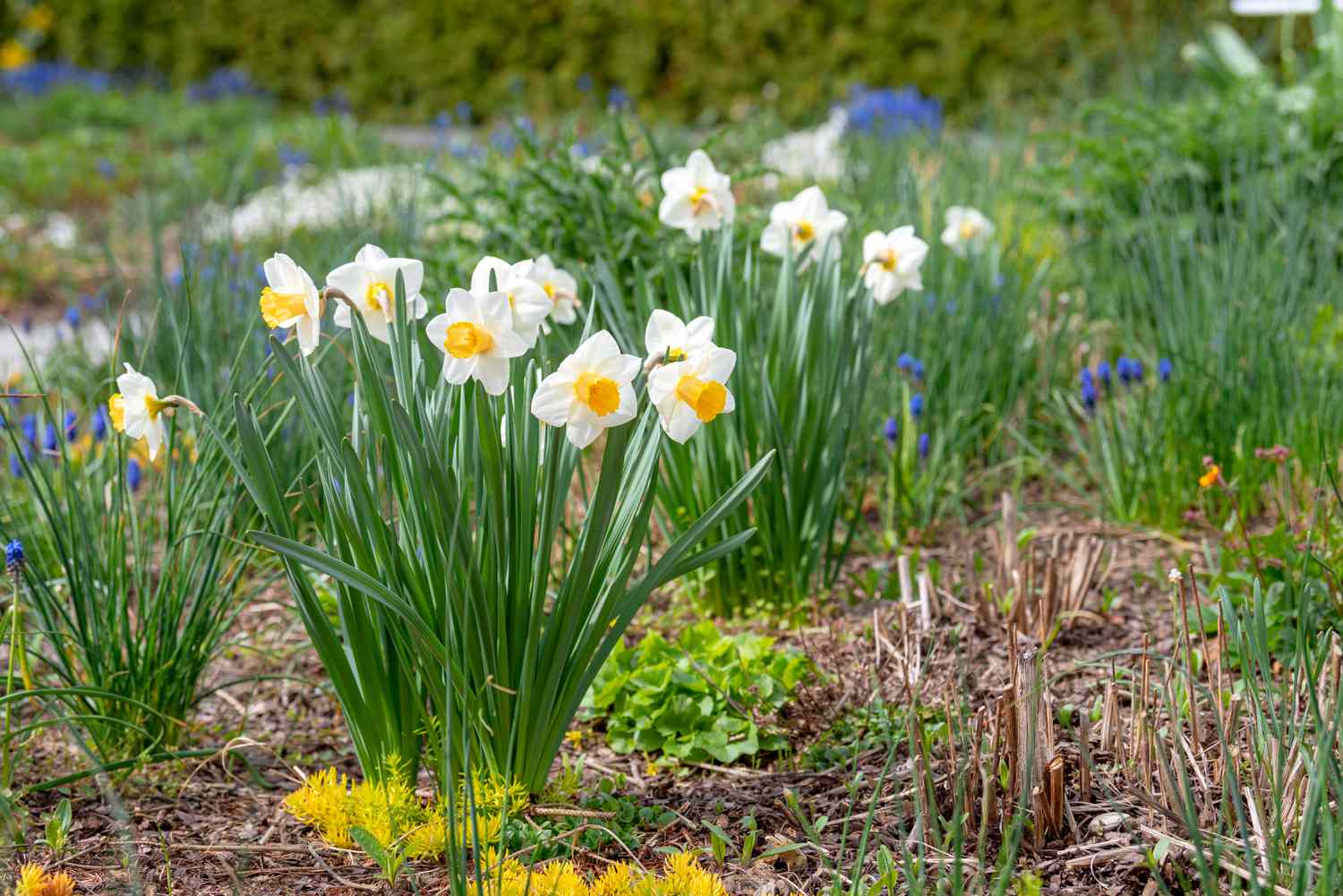 Flores de narciso branco com pétalas brancas e amarelas crescendo no jardim