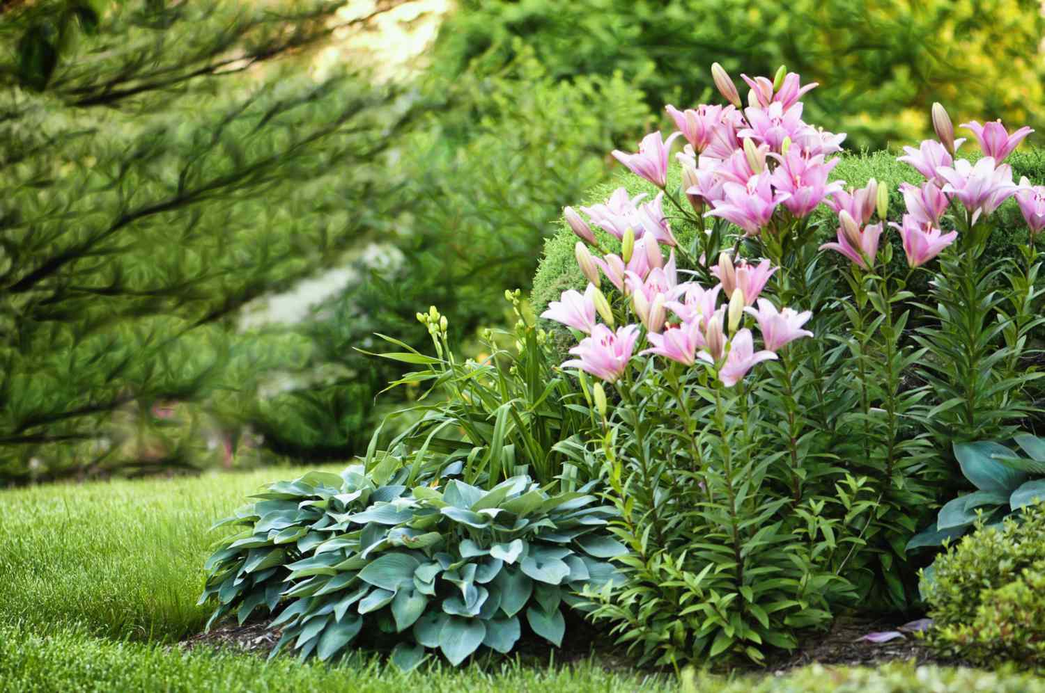 Asiatic Lilies surrounded by lush green leaves