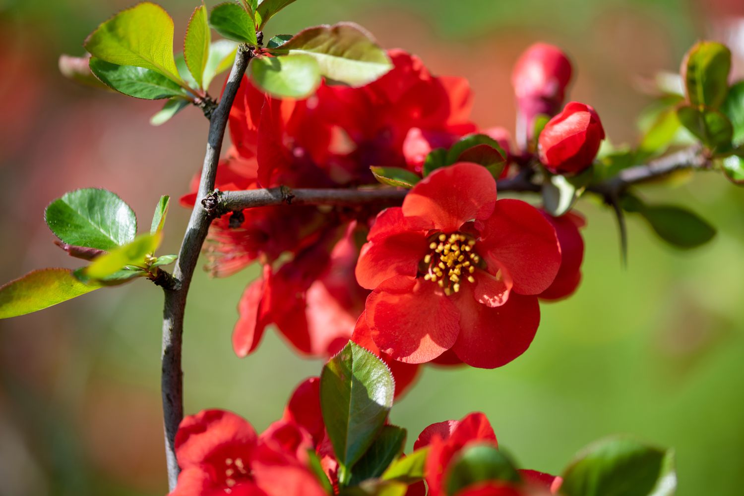 Plant de cognassier fleuri avec des fleurs rouge vif sur la branche closeup