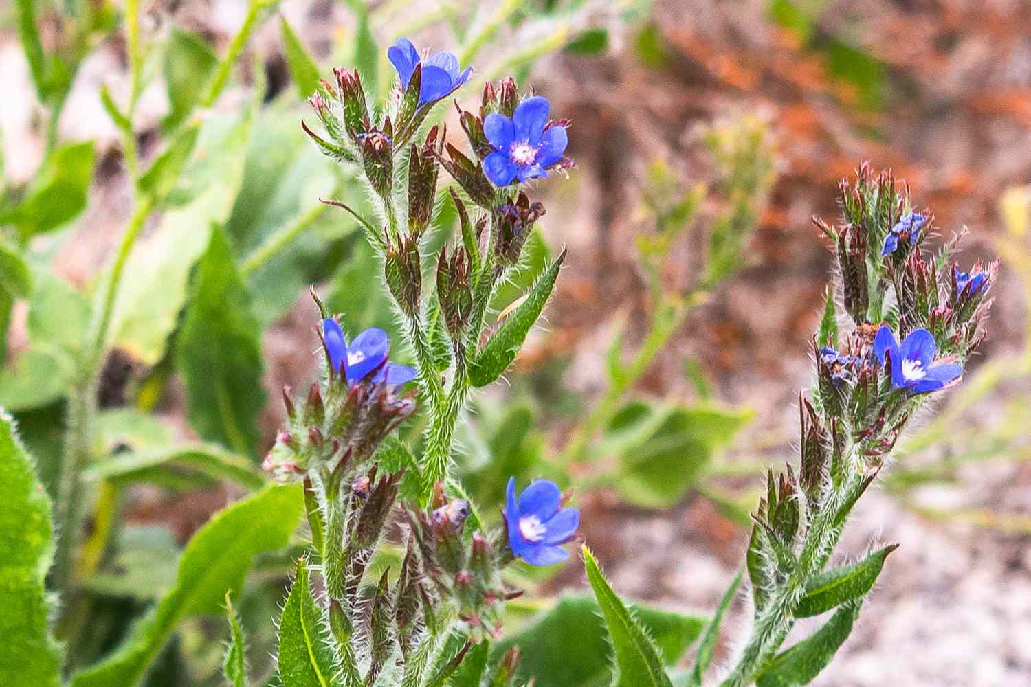 Flor italiana: Planta perenne alta con flores de color azul intenso