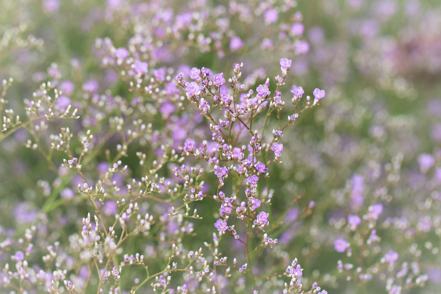 Limonium latifolium - Breitblaettriger Steppenschleier