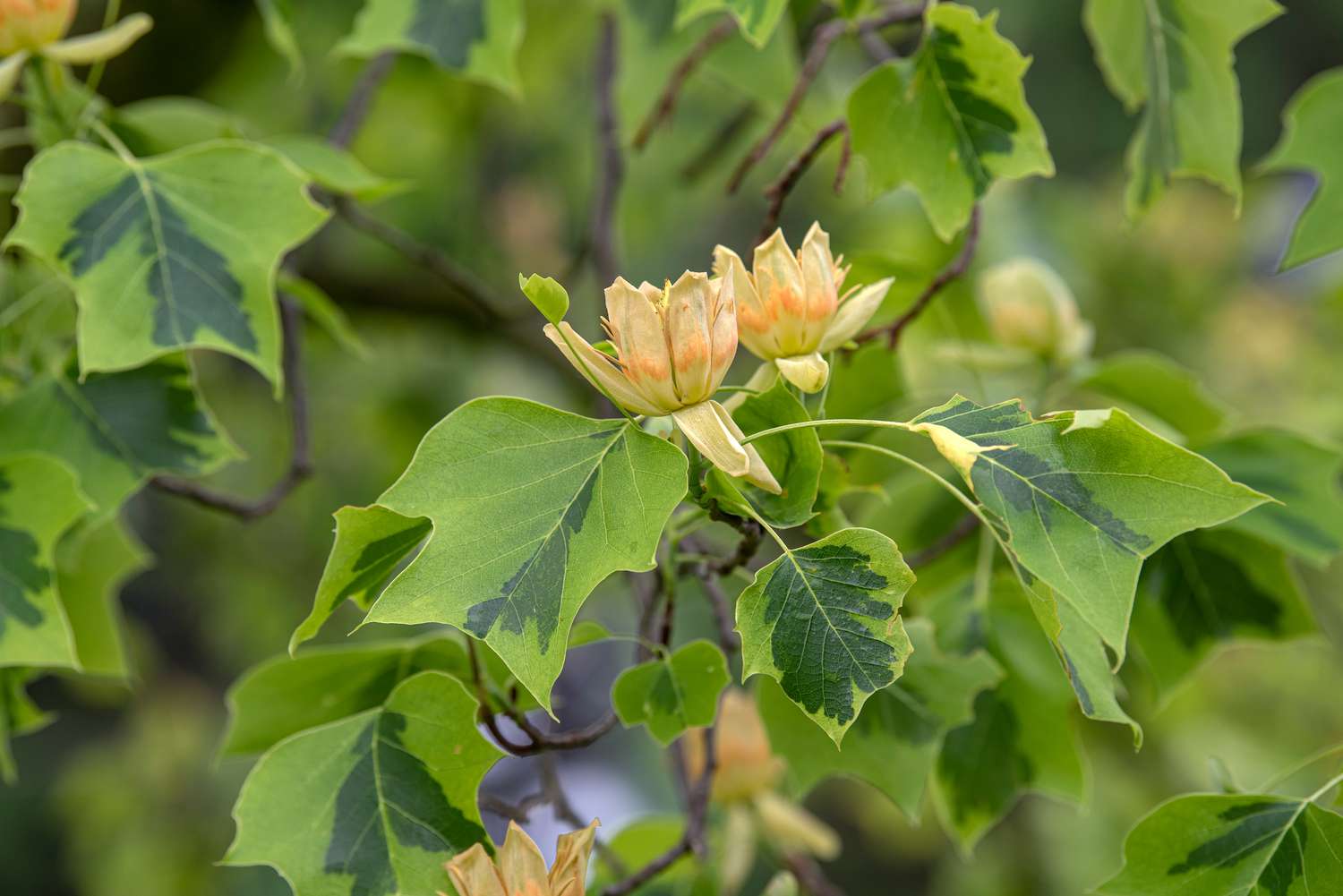 Tulpenbaumzweig mit bunten grünen Blättern und cremefarbenen tulpenartigen Blüten