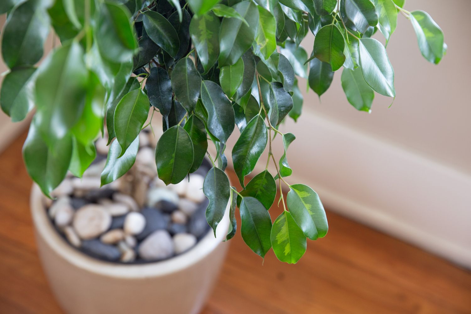 Comment cultiver et prendre soin des Ficus