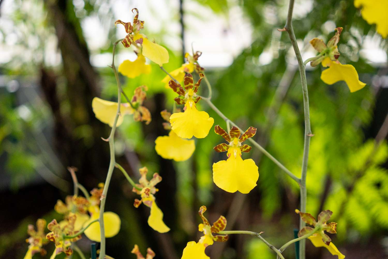 Trichocentrum orchids with bright yellow lip and burgundy patterned petals on thin stems 