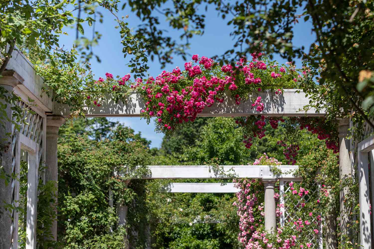 Trepadeiras floridas cobertas com cachos de flores cor-de-rosa que sobem em caramanchões externos