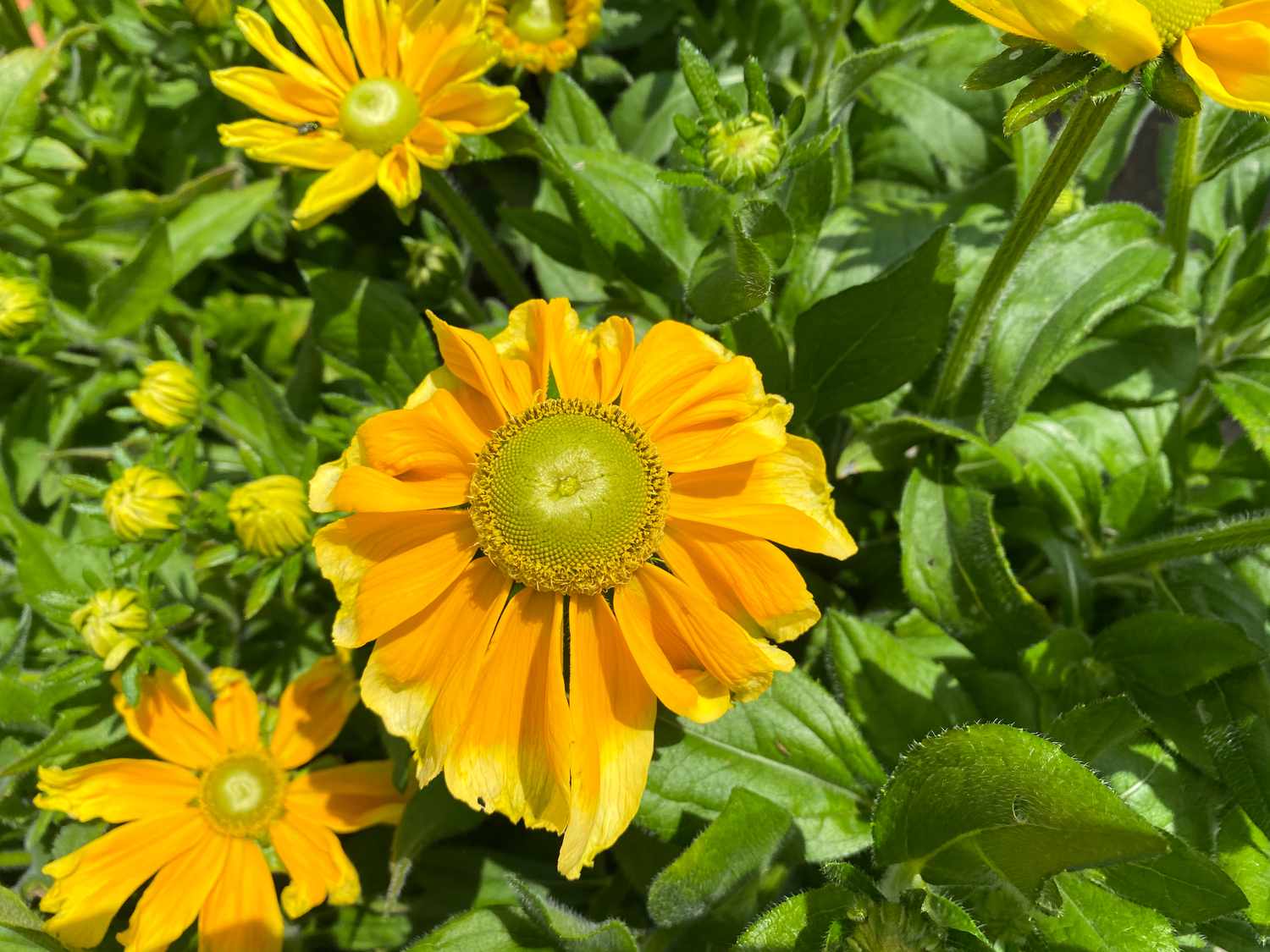 'Prairie Center' rudbeckia mit grüner Mitte und goldenen Blütenblättern