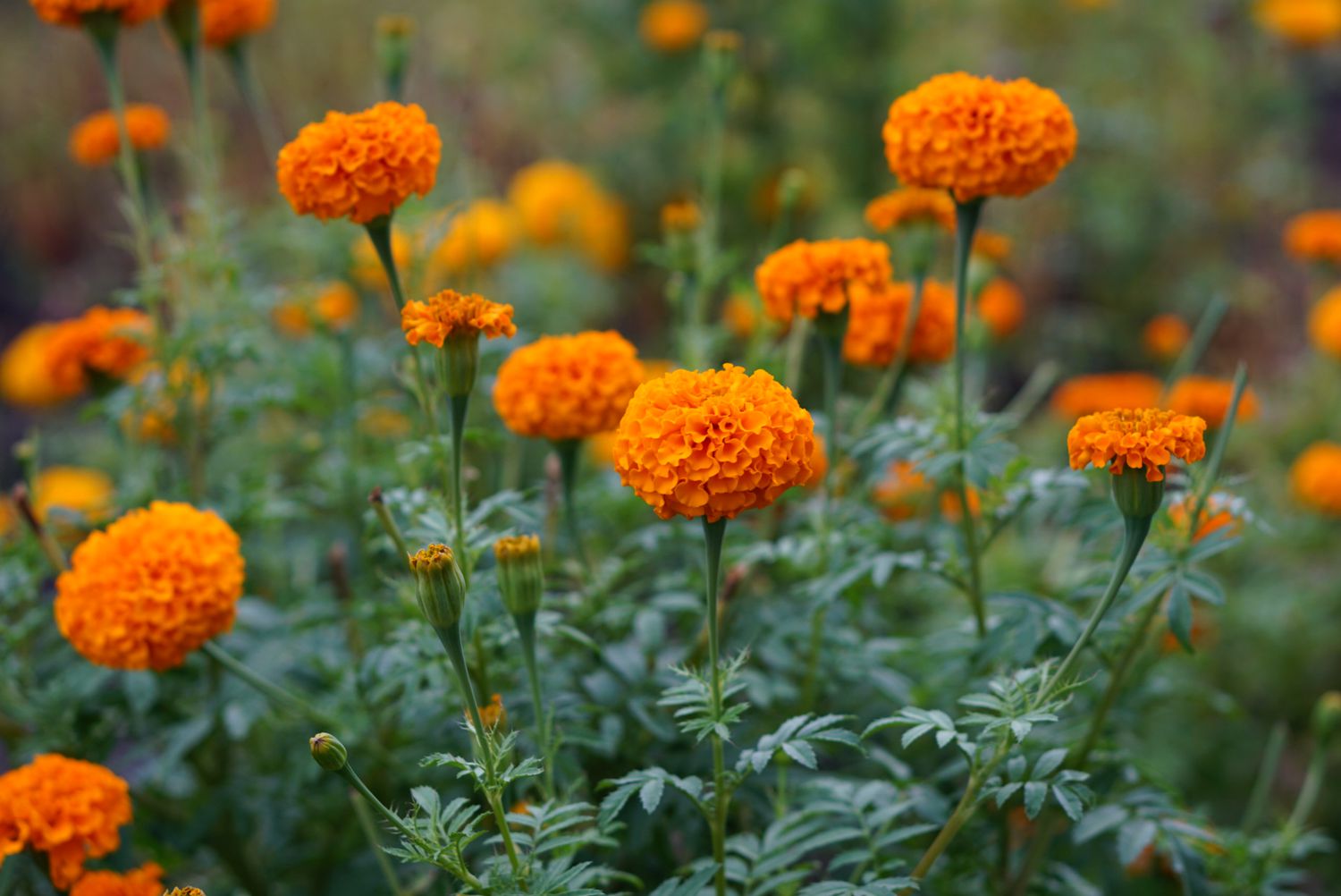 Ringelblumenblüten mit leuchtend orangefarbenen, gerüschten Blütenblättern, die oben auf den Stängeln gebündelt sind