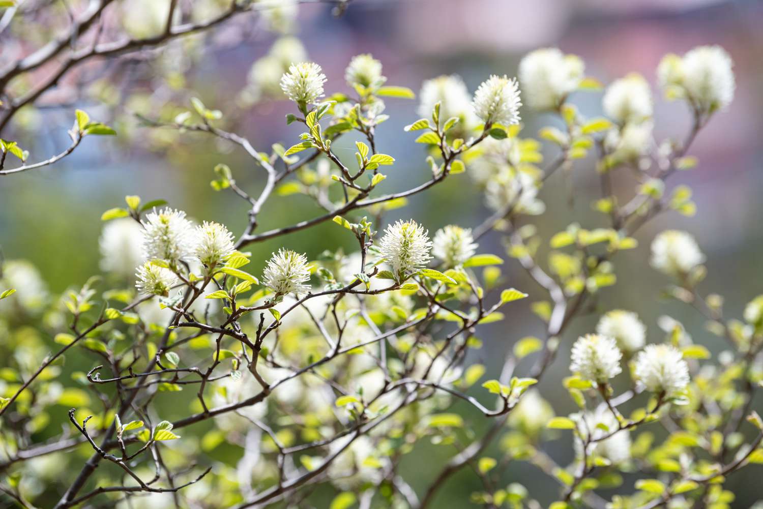 Ramos de arbustos de fothergilla anã com flores brancas e espessas e folhas pequenas