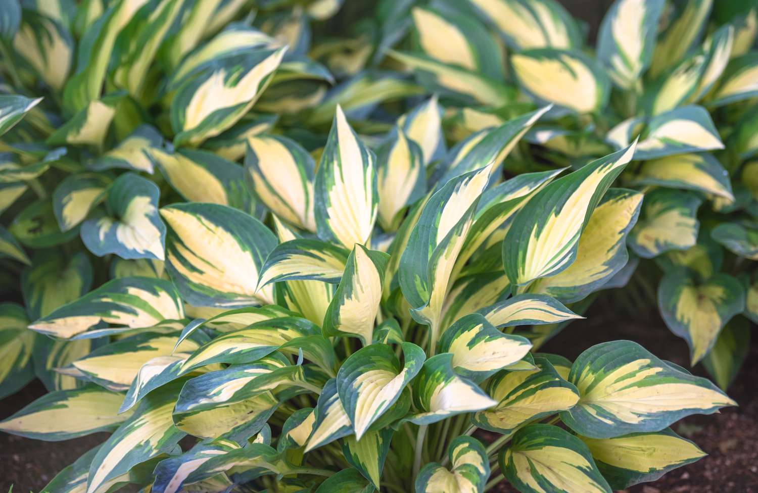 Planta Hosta com folhas amarelas e verdes variegadas agrupadas