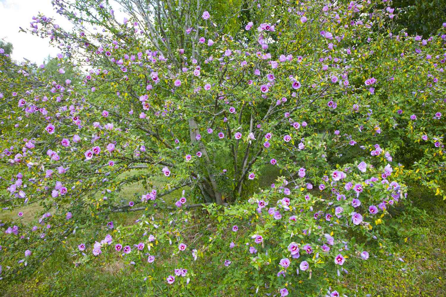 Rosa/violette Blütenblätter von Hibiscus syriacus