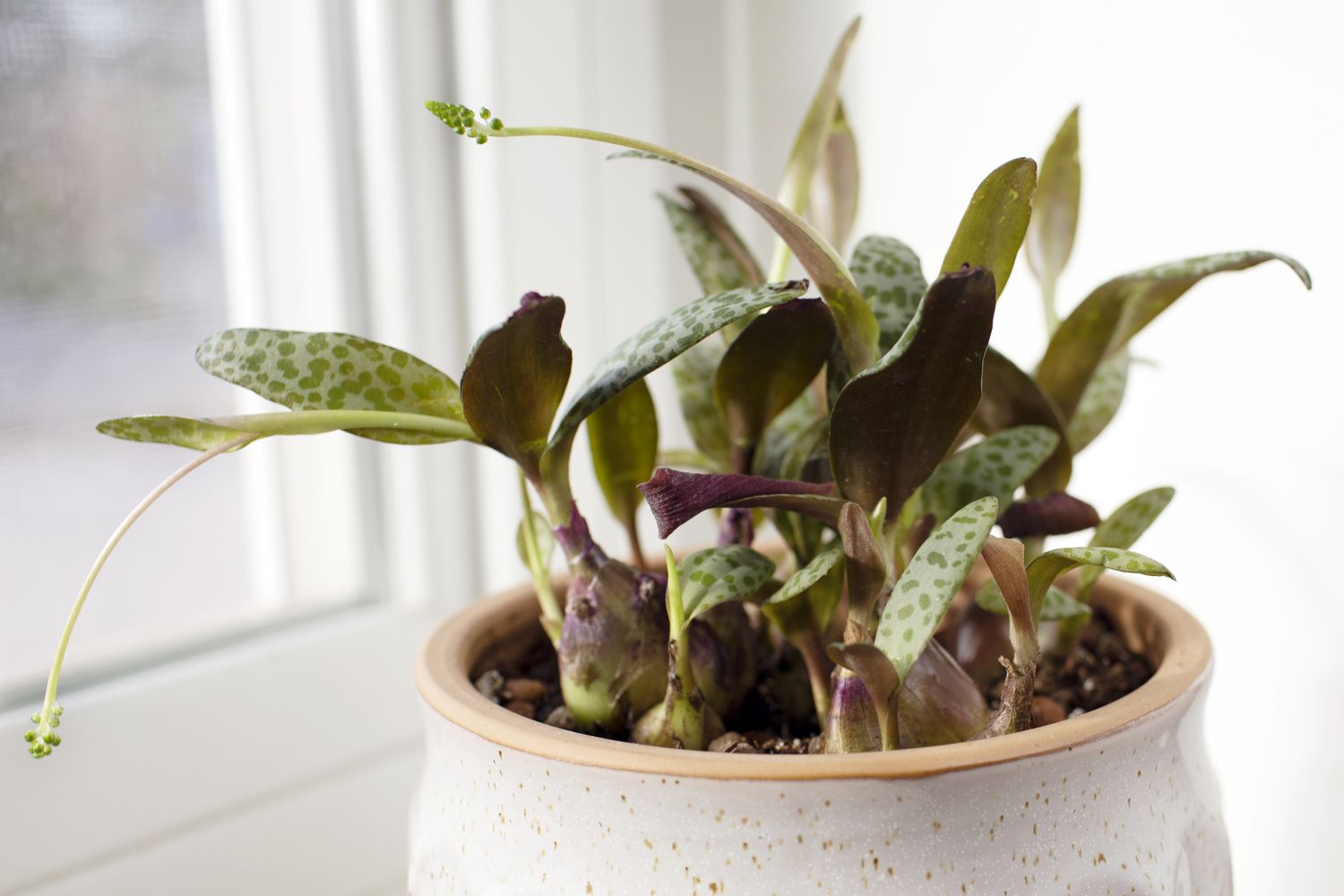 Planta de pena de prata com folhas verdes manchadas e longas hastes de flores verdes