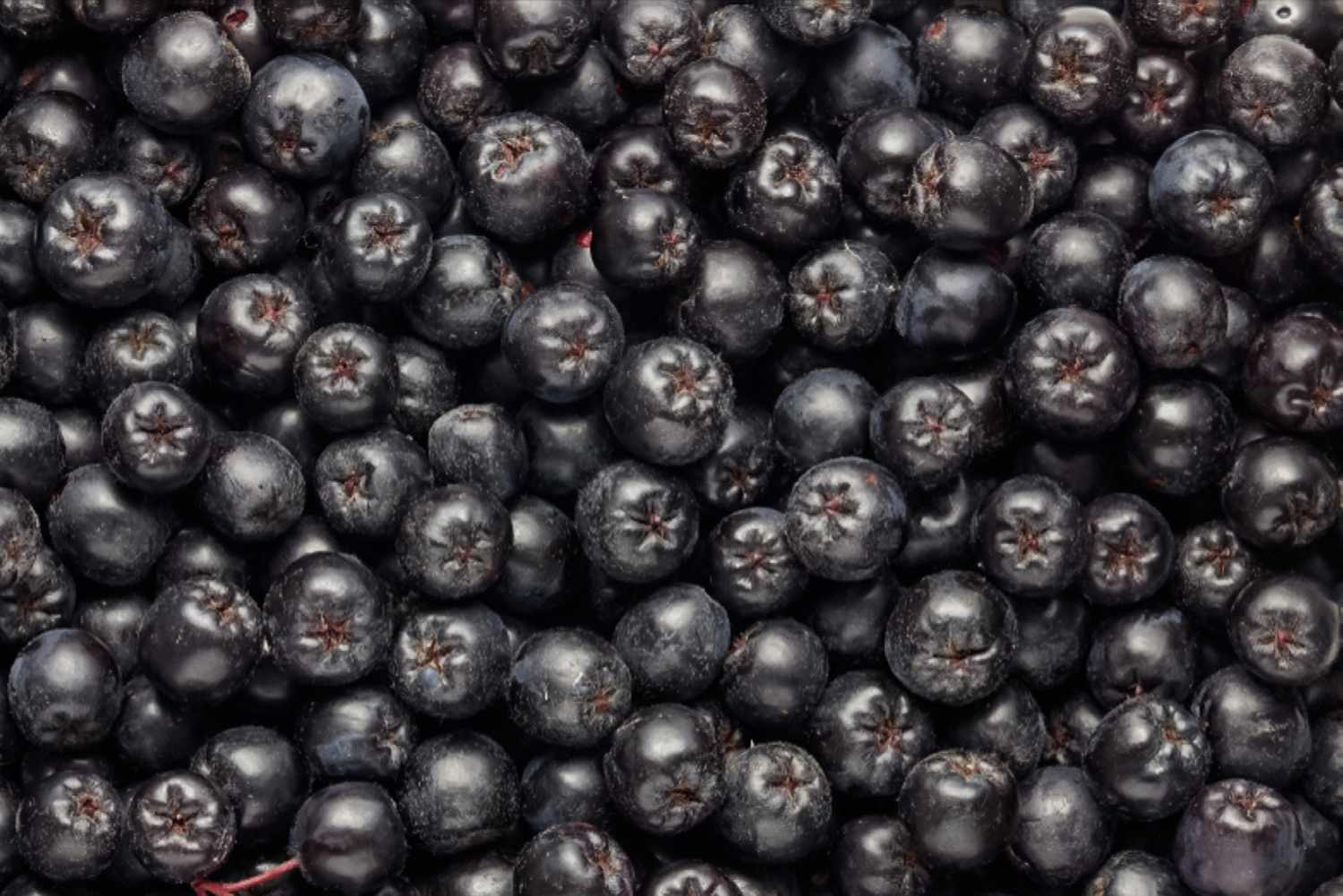 Frutas pretas de chokeberry empilhadas umas sobre as outras em close-up