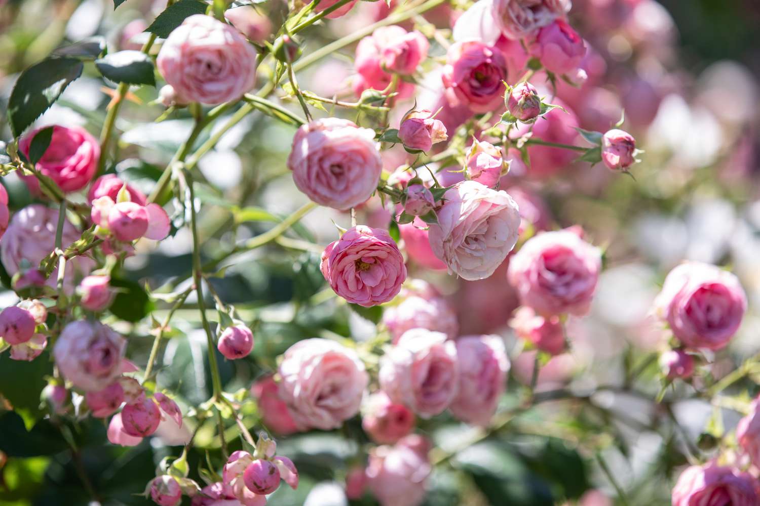Las 25 mejores flores para los alérgicos (y las peores)