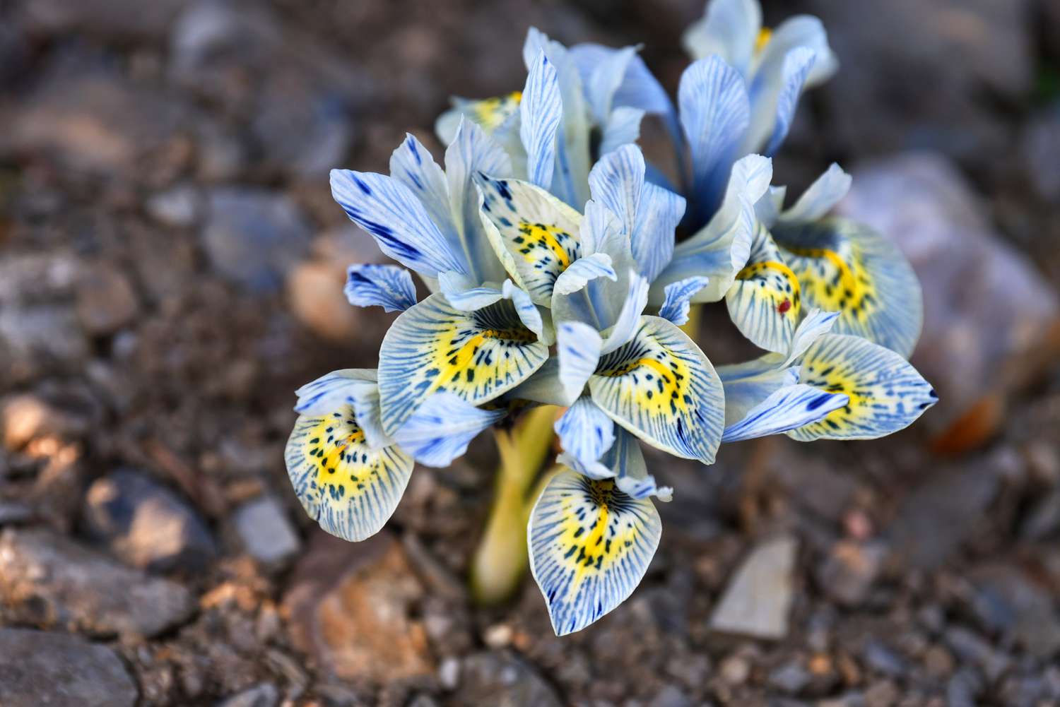 Genetzte Irispflanze mit blau-gelb gestreiften und gepunkteten Blütenbüscheln