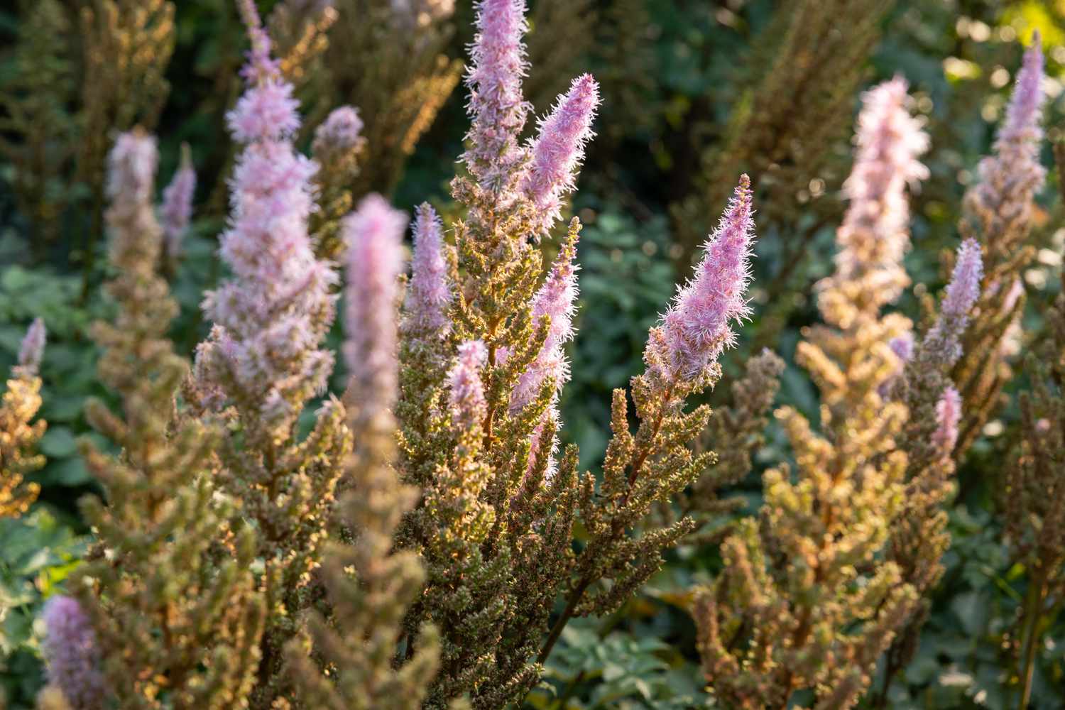 astilbe plants