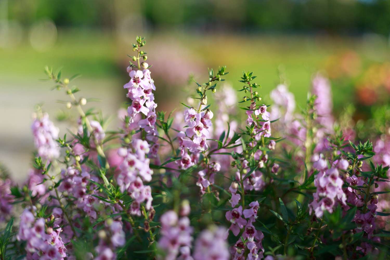 Nahaufnahme von lila Blumen (Angelonia Serena Lavendel ), die im Park wachsen