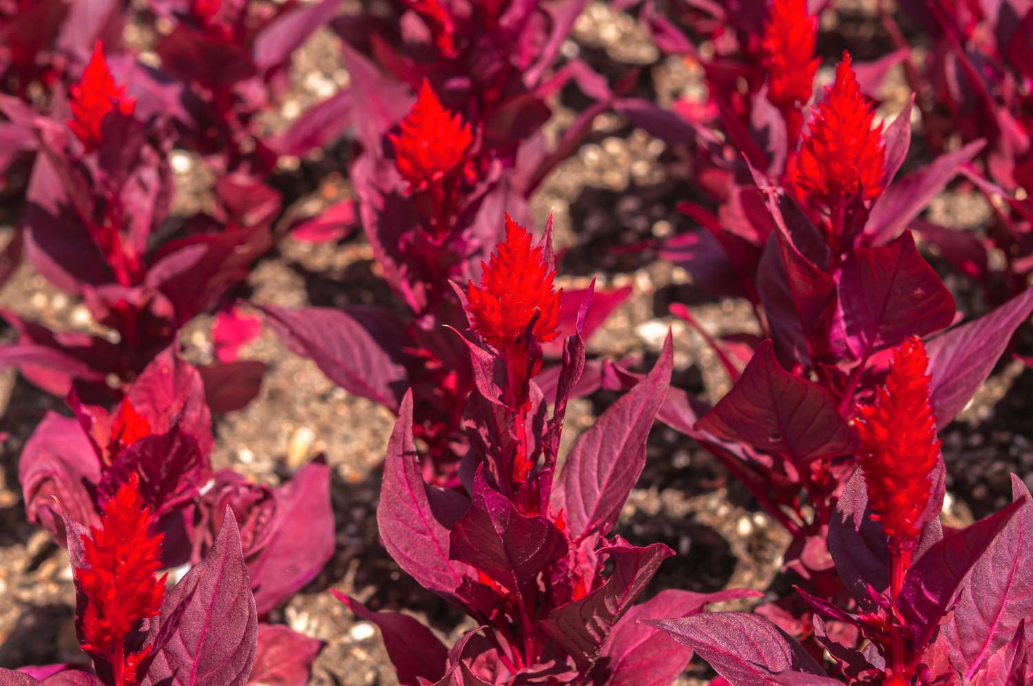 Celosia-Pflanze mit roten flauschigen Blütenköpfen, umgeben von kastanienbraunen Blättern im Sonnenlicht