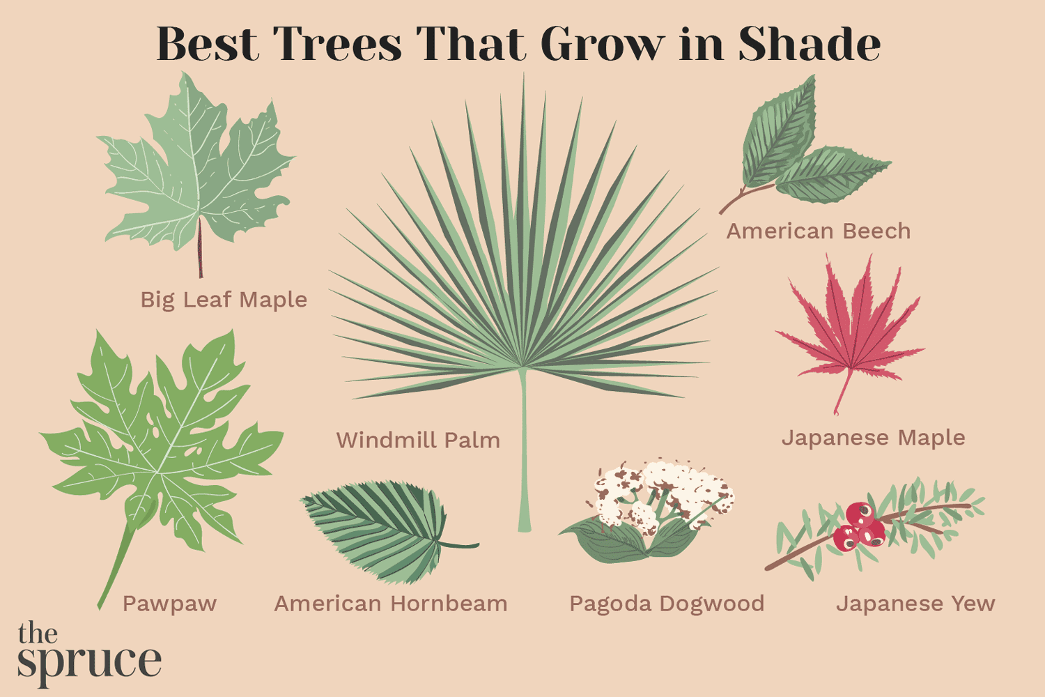 11 beste Bäume, die jahrelang im Schatten wachsen
