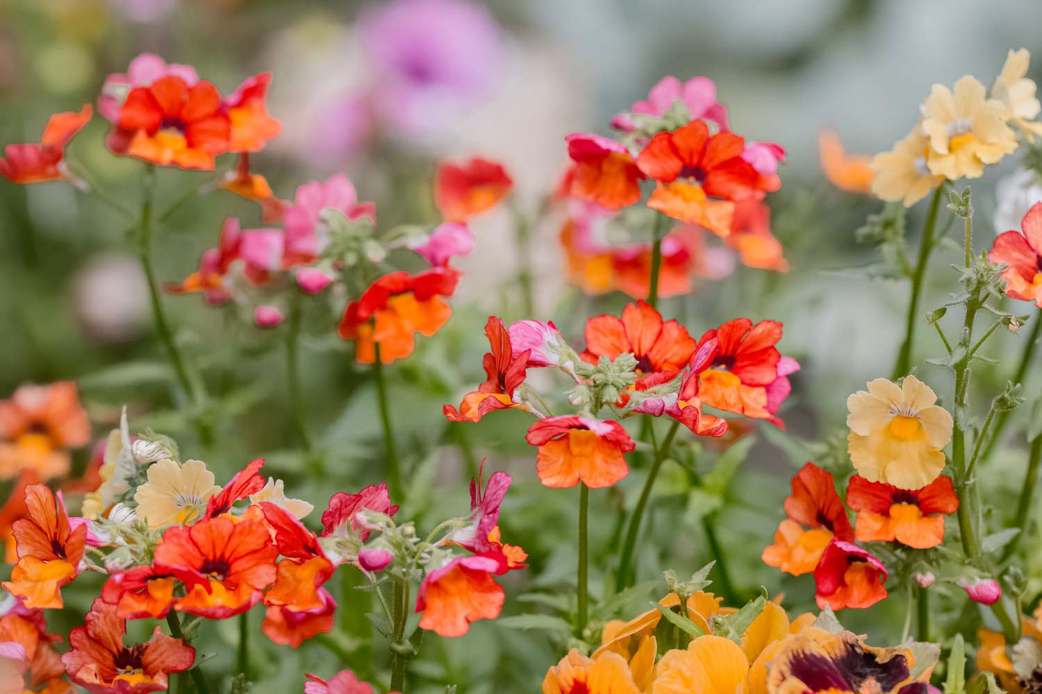 Anbau und Pflege von Nemesia