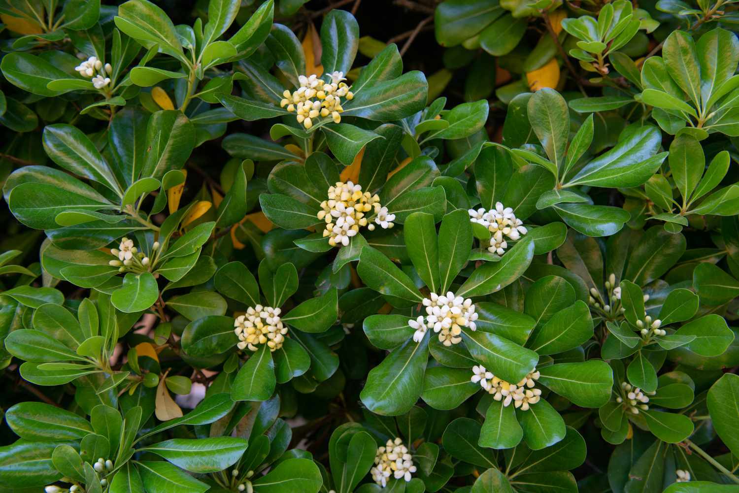 Oranger du Japon à feuilles obovales et petits bouquets de fleurs blanches