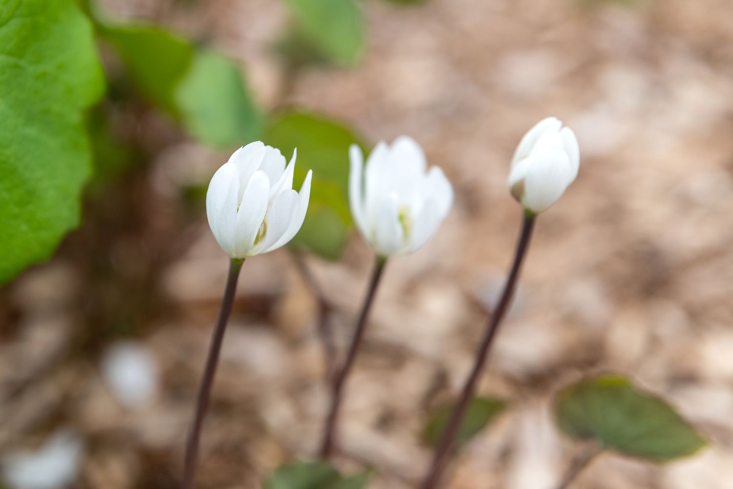 Zweiblattpflanze mit kleinen weißen becherförmigen Blüten in Nahaufnahme