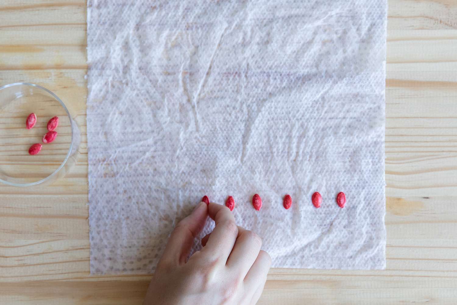 alineando las semillas sobre una toalla de papel húmeda